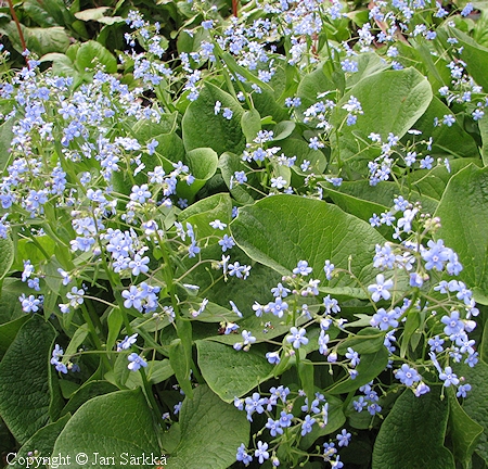 Brunnera sibirica, siperianrotkolemmikki